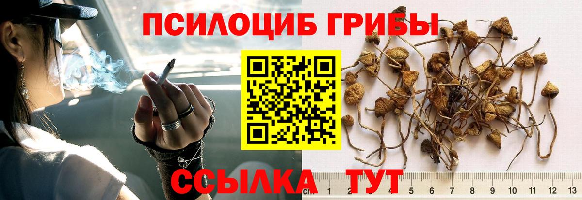 Галлюциногенные грибы Psilocybine cubensis  Вход с VPN  Мегион 